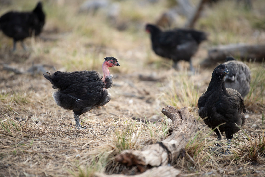 Large Sommerlad heritage Christmas chicken (deposit)