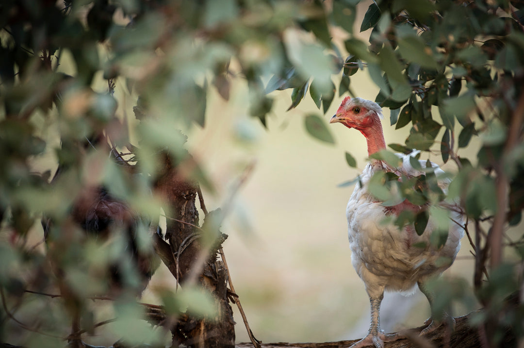 Large Sommerlad heritage Christmas chicken (deposit)