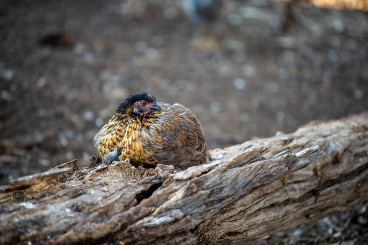 Large Sommerlad heritage Christmas chicken (deposit)