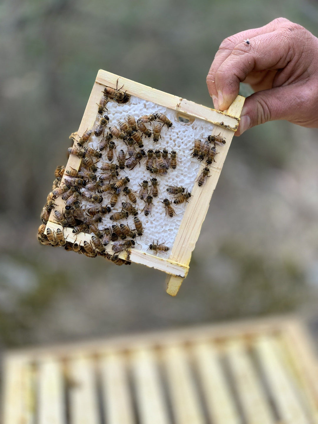 Malfroy's Gold Wild Honey: honeycomb Warré frame, 300 gm