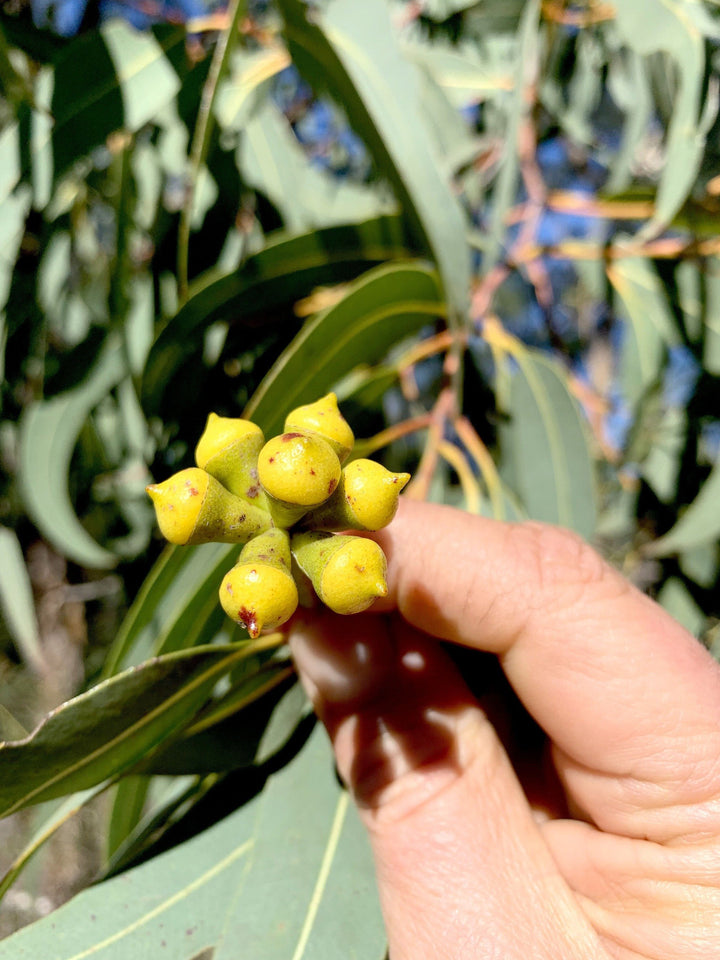 Malfroy's Gold Wild Honey: honeycomb Warré frame, 300 gm