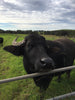 Burraduc Buffalo farmhouse Dolce Nina (fresh buffalo curd)