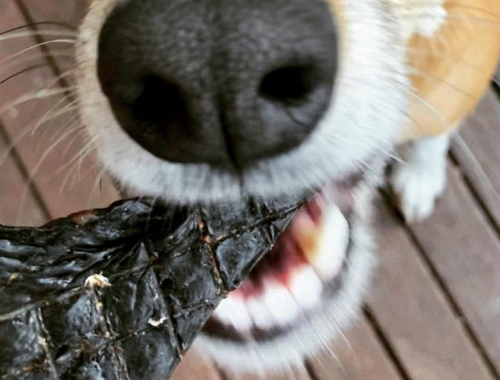 Close up photo of a dog's nose and a dehydrated dog treat.