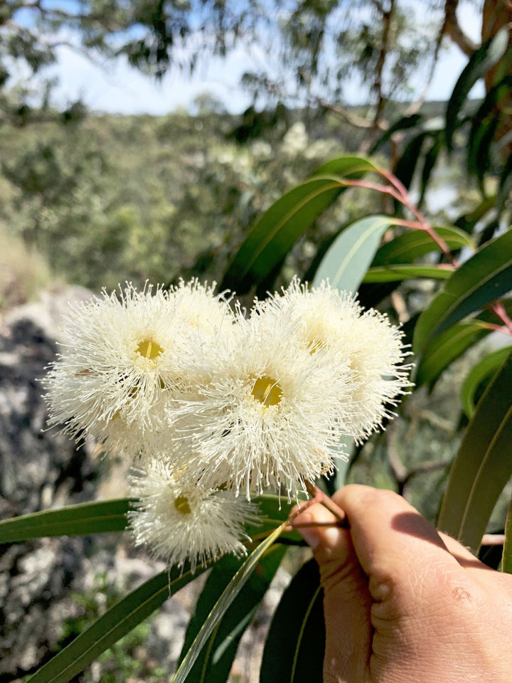 Malfroy's Gold Wild Honey: honeycomb Warré frame, 300 gm