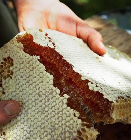 Malfroy's Gold Wild Honey: honeycomb Warré frame, 300 gm