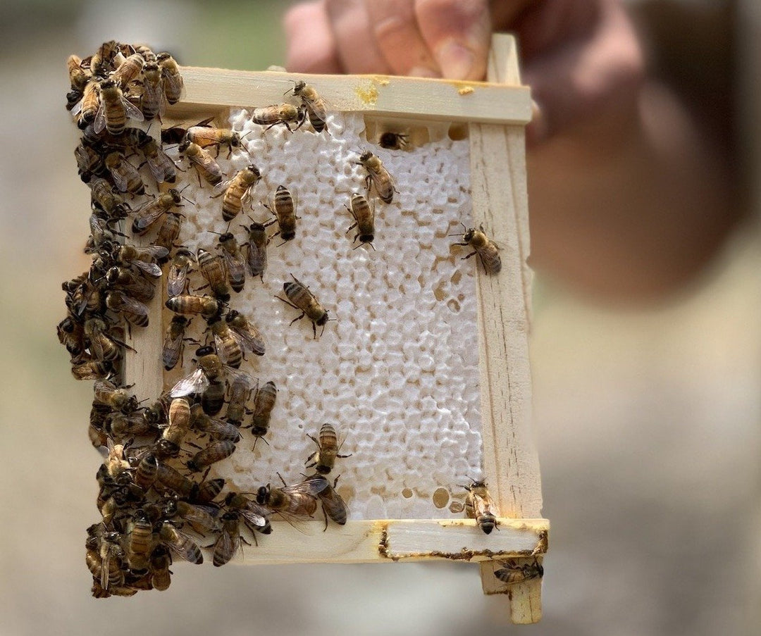 Malfroy's Gold Wild Honey: honeycomb Warré frame, 300 gm