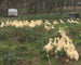 Aylesbury-Pekin pastured duck marylands - confit pair