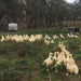 Aylesbury-Pekin pastured duck marylands - pair