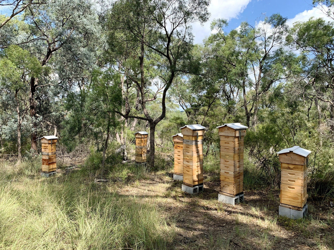 Malfroy's Gold Wild Honey: honeycomb Warré frame, 300 gm