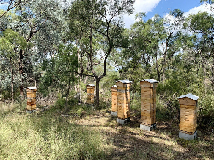 Malfroy's Gold Wild Honey: honeycomb Warré frame, 300 gm